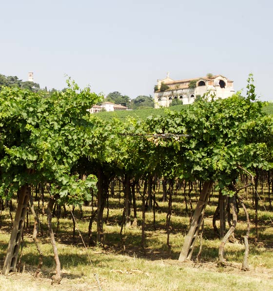 Torre dei Vescovi Prosecco - Afbeelding 4