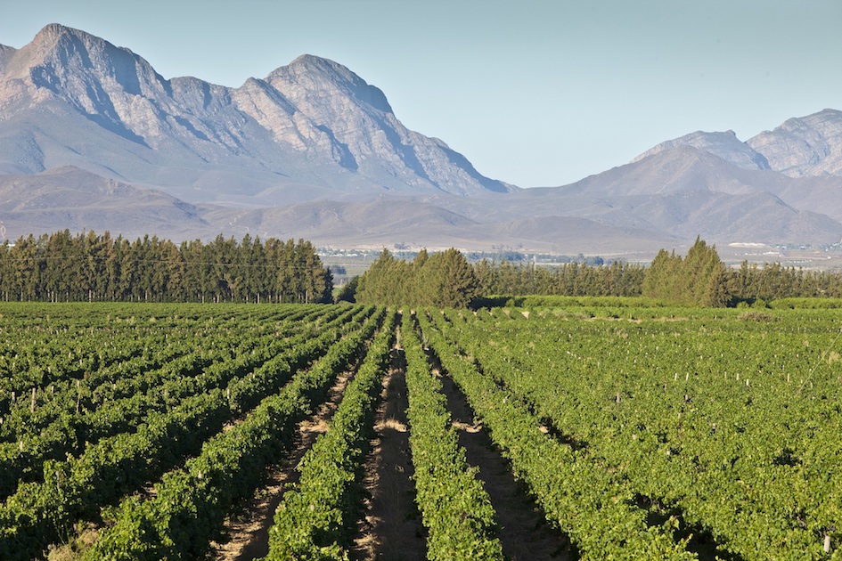 Merwida Sauvignon Blanc - Afbeelding 4