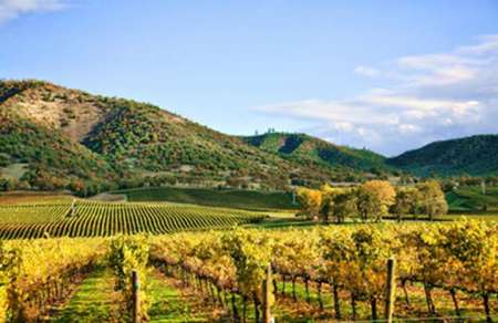 Jamieson Ranch Whiplash Zinfandel - Afbeelding 4