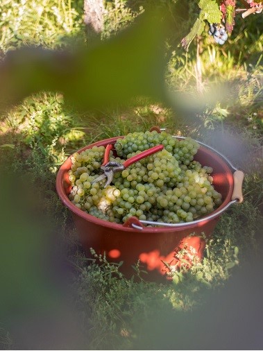 Weingut Oswald Weissburgunder - Afbeelding 4