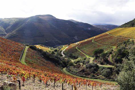 Esporão Reserva Tinto - Afbeelding 4