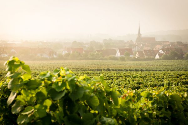 Winzer Sommerach Katzenkopf Gewürztraminer Spätlese - Afbeelding 4