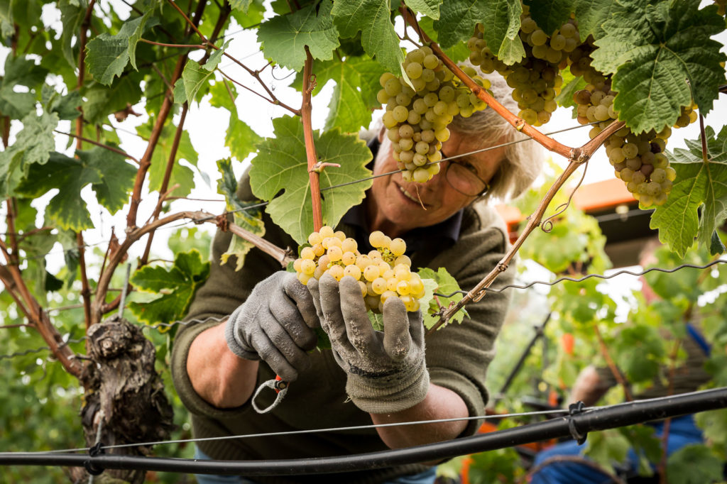 Winzer Sommerach Valentin Silvaner Trocken - Afbeelding 4
